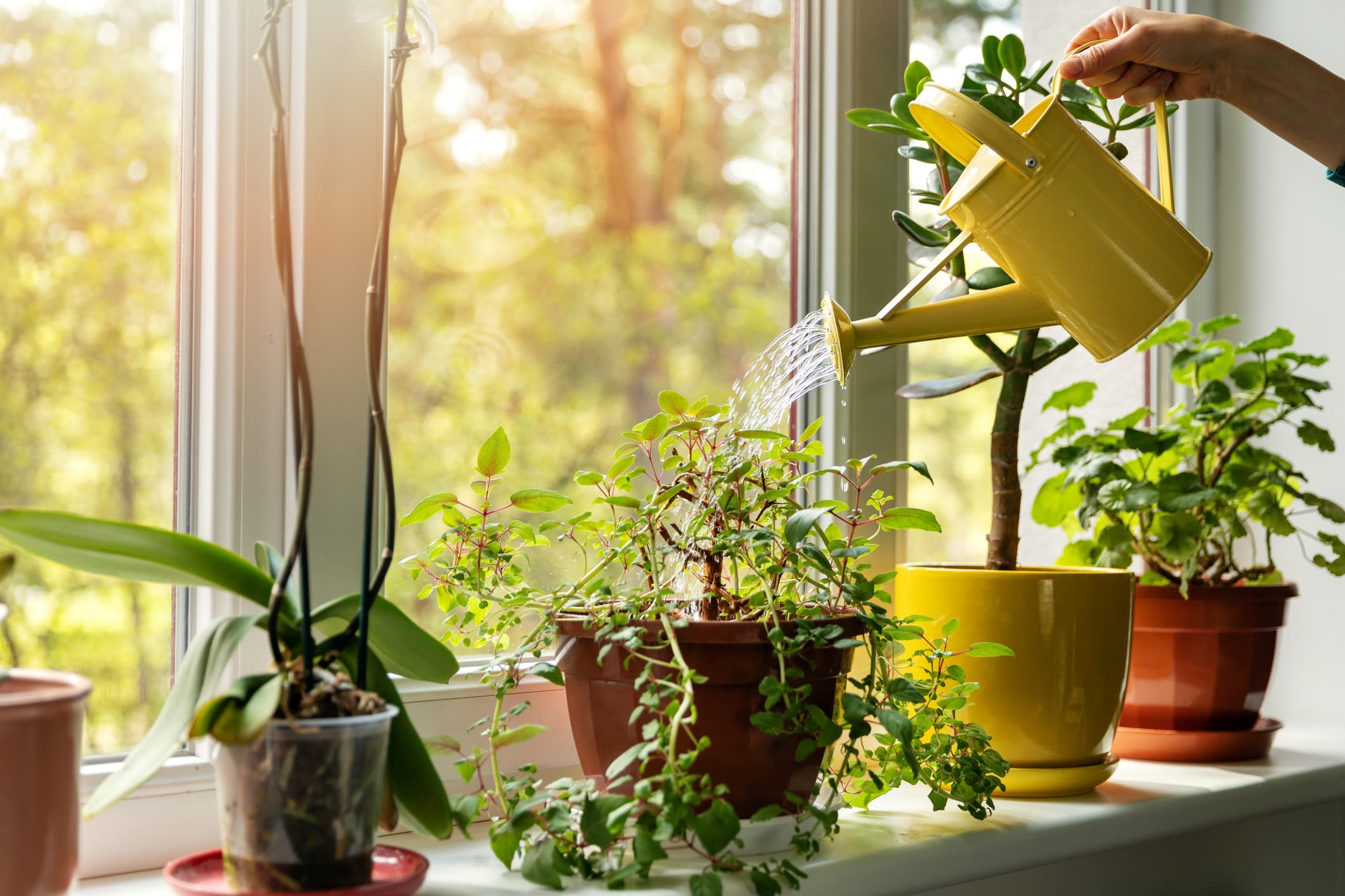 Indoor Plants & Container Gardening
